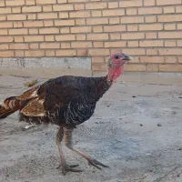 ۴ عدد بوقلمون یکی ماده سه تا نر پنج شش ماهه