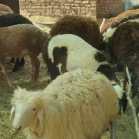 بره نر افشاری