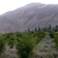 باغ انار ۱۴۶۰ متر مربع واقع در چهارطاق.|فروش دفتر صنعتی، کشاورزی، تجاری|کهن آباد, |دیوار