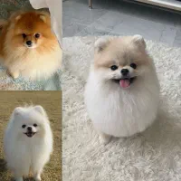 واگذاری نژاد پودل وپامرانین