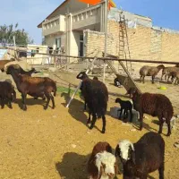15 راس میش و بره افشاری درجه یک اصل جنس جفتی 98