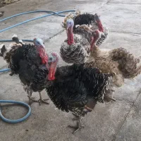 فروش بوقلمون ،با تخفیف پای معامله|پرنده|اندیمشک, |دیوار