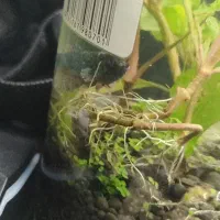 پلنت|ماهی|تهران, جوادیه تهرانپارس|دیوار