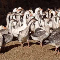 قوغاز|حیوانات مزرعه|شاهرود, |دیوار