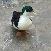 اردک تخم گذار