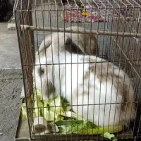 یک جفت خرگوش|موش و خرگوش|تهران, مسعودیه|دیوار