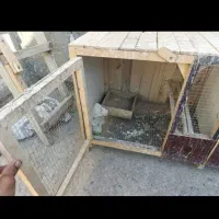 قفس کبوتر