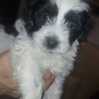 توله سگ شیتزو ترییر