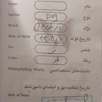 فروش|سگ|احمدآبادمستوفی, |دیوار