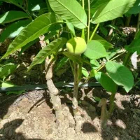 انواع نهال سنجد. وگردو چندلروخوشه ایی وبادام|خدمات باغبانی و درختکاری|خسروشاه, |دیوار