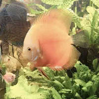 جفت دیسکس مولد|ماهی|کرمان, |دیوار