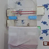 فنچ شکلاتی نرگسی|پرنده|خرمشهر, |دیوار