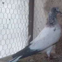 مفلق کله ای سوسکی پرشی ساعتی /نرماده مایه کفتر|پرنده|اصفهان, بوستان ناژوان|دیوار