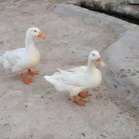 اردک|حیوانات مزرعه|زهک, |دیوار