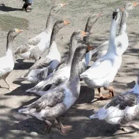 غاز محلی|حیوانات مزرعه|انگوت, |دیوار