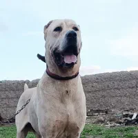 سگ بولی افغان