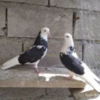 کبوتر جفت