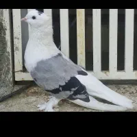 فروش کبوتر