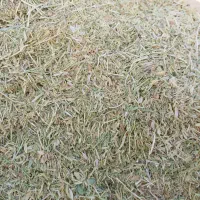 فروش کاه نخود و عدس|لوازم جانبی حیوانات|قیدار, |دیوار