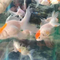 ماهی گلدفیش هد دار