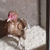 خروس لاری ومرغ لاری|حیوانات مزرعه|رشت, حومه رشت|دیوار