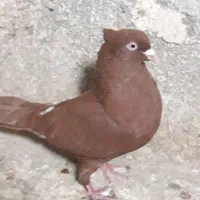 کبوتر سرخ سینه