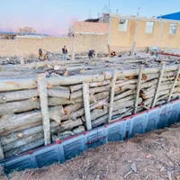 مرکز خرید وفروش چوب «نقدی»|خدمات باغبانی و درختکاری|آشخانه, |دیوار