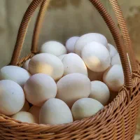 تخم اردک تازه و محلی|خوردنی و آشامیدنی|نجف‌آباد, رجایی شمالی|دیوار