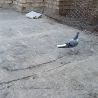 کبوتر بدرنگ