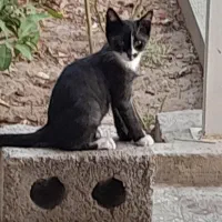 واگذاری گربه چهار ماهه