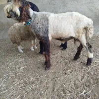 بره میش