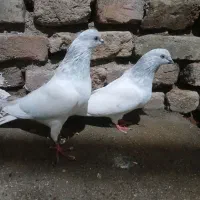 کله الماسی یا صابونی