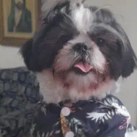 واگذاری‌ سگ شیرو..