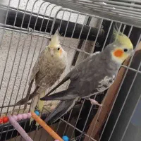 جفت عروس هلندی گلباقالی