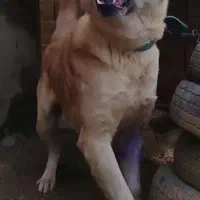 سگ نگهبان قوی افغان