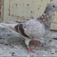 دوتا ماده پلاکی خوب