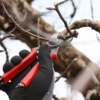 هرس تخصصی درختان و مو انگور،پیوند و نگهداری از باغ