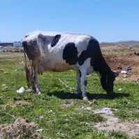 فروش گاو وگوساله