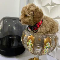 توی پودل دو ماهه