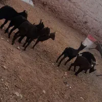دام