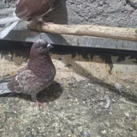 پنج عدد نر