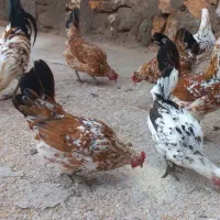 جوجه گلین لری و تخم نطفه دار