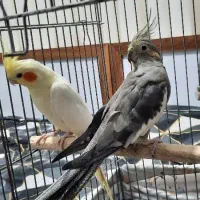 عروس هلندی نر و ماده