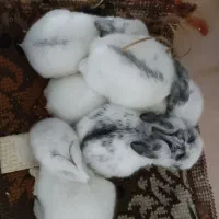 بچهخرگوش|موش و خرگوش|رشت, شهرک صبا|دیوار