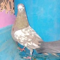 پرنده|پرنده|خرمدره, |دیوار