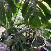 برگ انجیری منسترا امستل طلایی