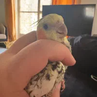 عروس هلندی مولد