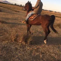 فروش اسب مادیون عالی