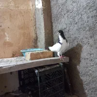 بدرنگ خوشرنگ