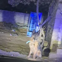 واگذاری ژرمن شولاین